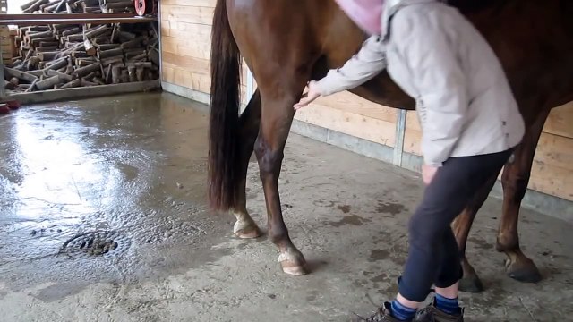 Pferd Hinterbein steif MVI 2263