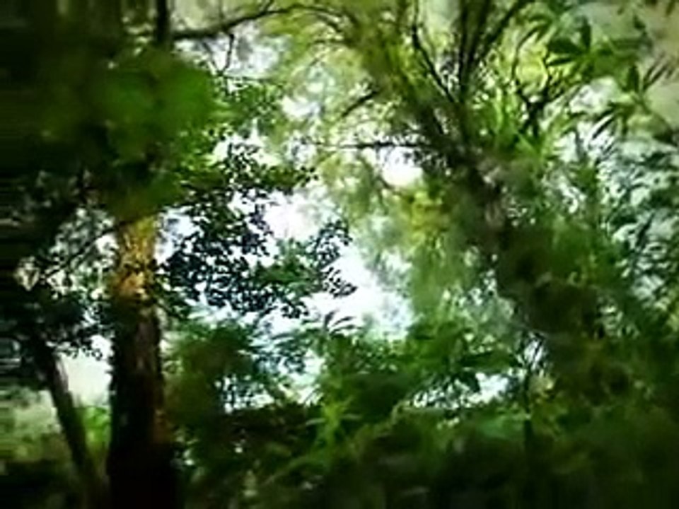 Minuscule dragonflys bully other insects 3.mp4