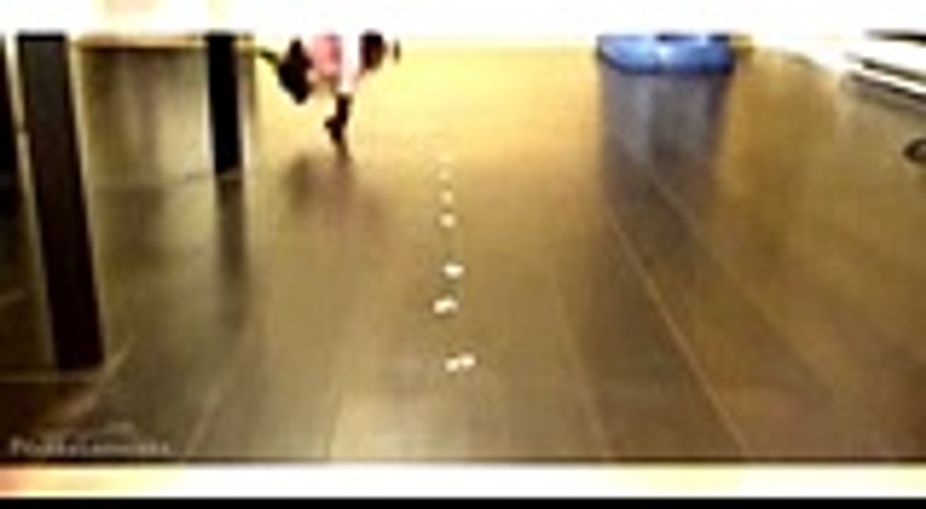 Funny Animals Video