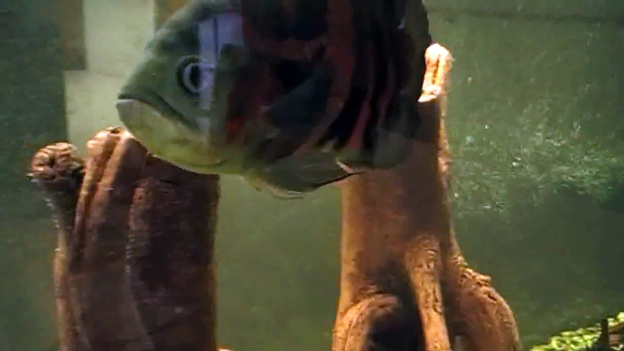 Lustige Fische