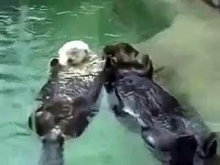 Nutrias Marinas tomadas de las manos... que ternura!