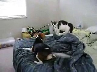 Petey meets his new "sister"