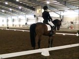 Felix- Dressage gelding- 2nd level test 3