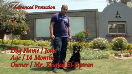 Eastwind . Dog Name / Jolia - Breed / Rottweiler