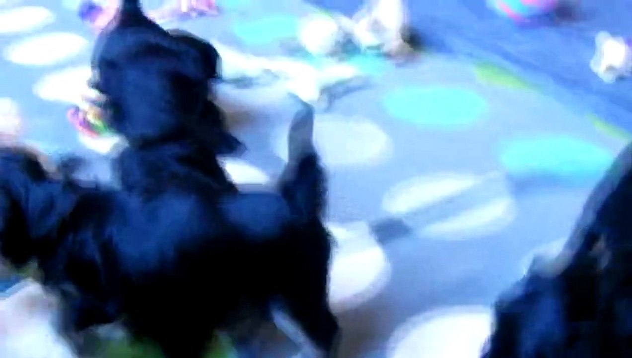 Elevage des douceurs d'izzy