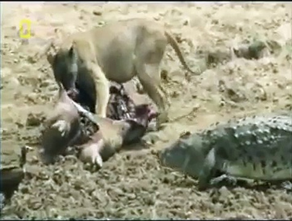 Crocodile vs Lion, crocodile owns lion. lion do a little ballerina action ahah