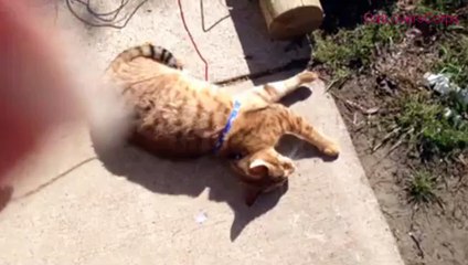 Funny Bengal Cat Videos | Bengal Cat Playing Dead