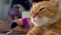 Arrogant Cat Ruins Woman's Yoga Video | What's Trending Now