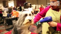 Westminster Kennel Club Dog Show: Behind-the-Scenes