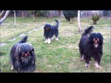 Cão de Serra de Aires   Brincadeira com o Patinho