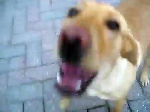 Cane che abbaia
