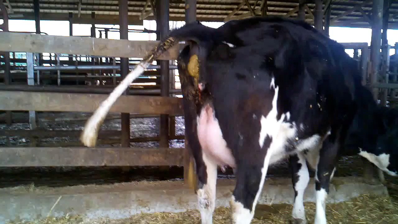 Cow pooping