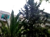 Κότσυφας στο Κουκάκι - Turdus Merula - Blackbird on a tree in Athens