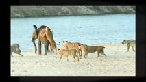 Elefante sobrevive ataque de 14 leones - Elefante bebé sobrevive al ataque de 14 leones (VIDEO)