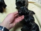 Shih Poo Puppies (Shih tzu Poodle Cross)