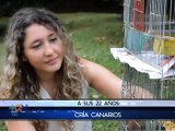 ¿Podrían vivir los canarios fuera de jaulas en Costa Rica?