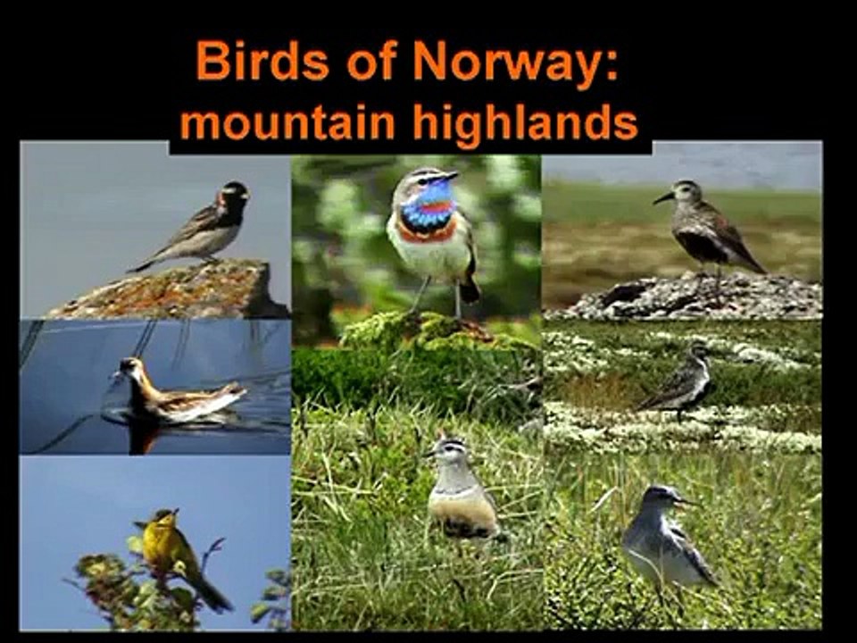 Tree Pipit singing and Yellow Wagtails.mpg
