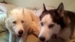 Kaiser and Kira Arguing - Siberian huskies argue