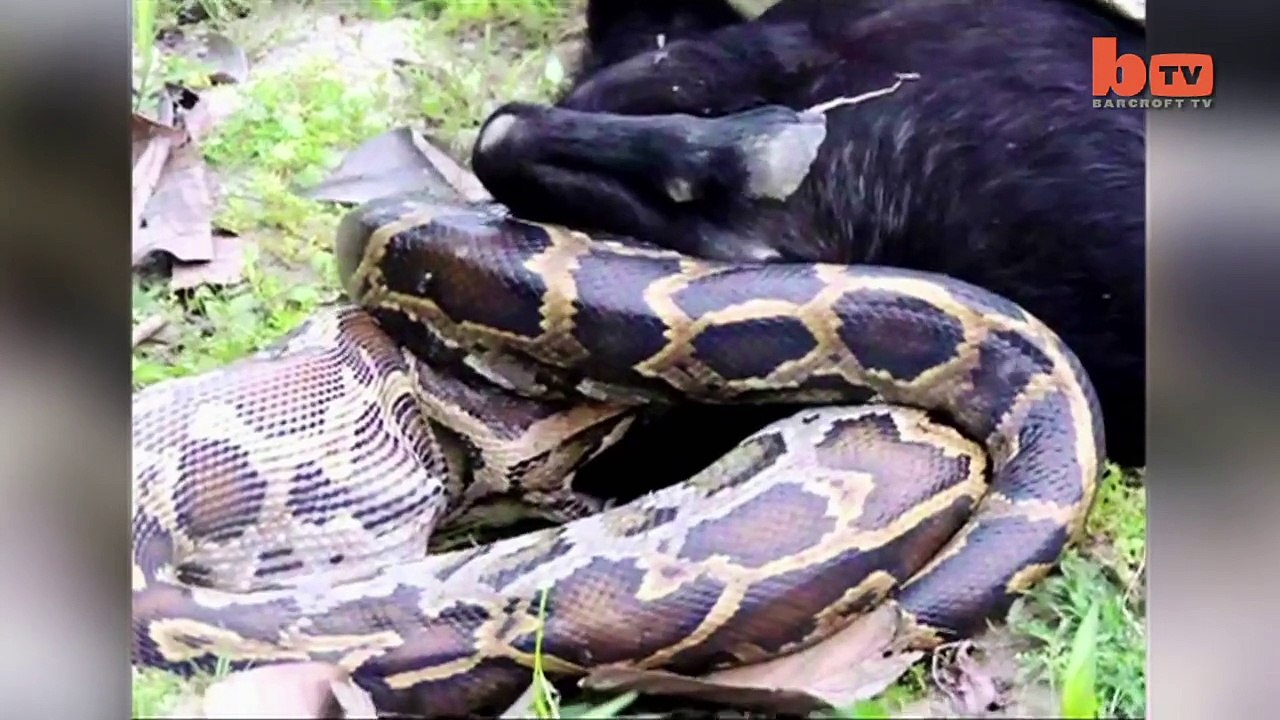 Caught On Camera- Python Devours Goat Whole