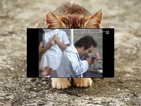 ドリフ　志村加藤　おっぱいコント