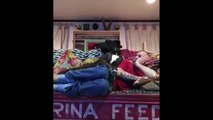 Adorable Great Dane Refuses to Let Owner Relax on the Couch