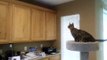 ocicat FLYING CAT! cat jumps 8+ feet high across 5+ft to play fetch
