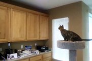 ocicat FLYING CAT! cat jumps 8  feet high across 5 ft to play fetch