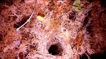 Feeding a cricket to a trapdoor spider