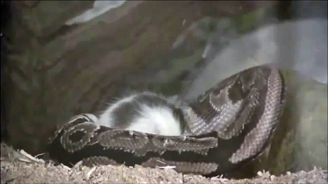 Dog eaten in its kennel by a python