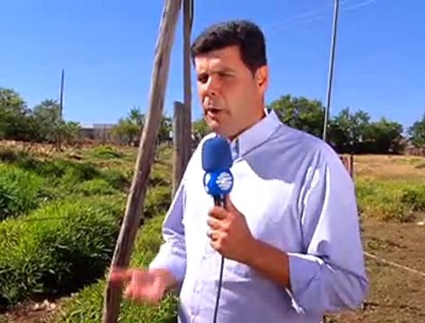 Jornal local: maus tratos cavalo