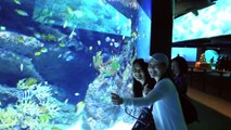Feeling fishy at the SEA Aquarium at Resorts World Sentosa Singapore!