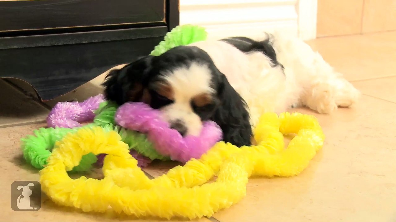 Silly Cocker Spaniel Puppies Throw Luau Party