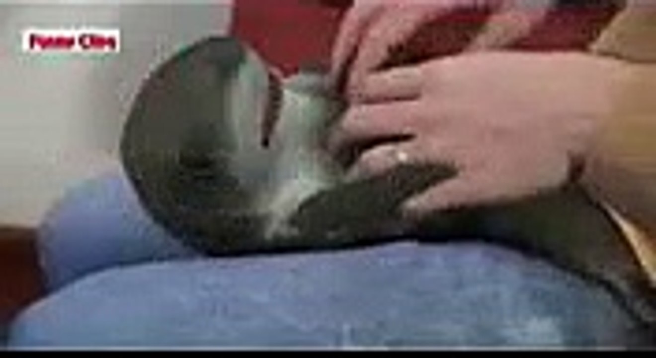 Funny Shark