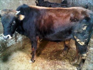 ESKİŞEHİR KURBANLIK DANA- DÜVE : 0554 551 01 01 ESKİŞEHİR- AĞRI - KARS