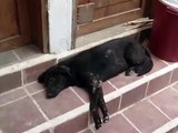 Mayan Families Hope for the Animals: Black Dog needing help