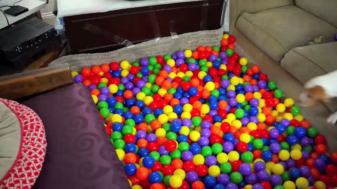 Best Dog Birthday Surprise: DIY Ball Pit for Maymo
