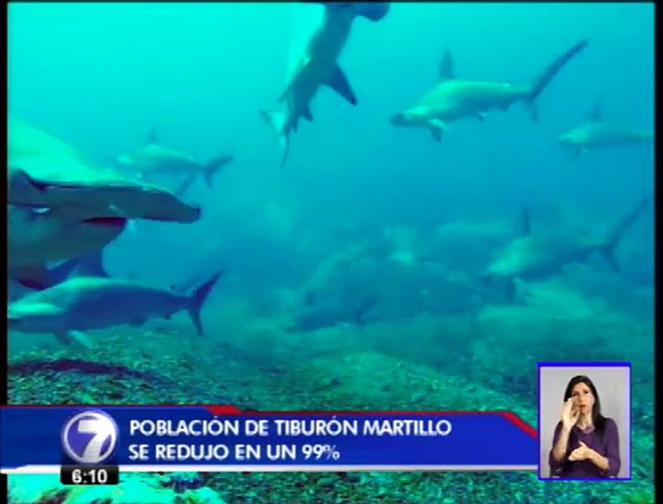 Una iniciativa busca proteger de la extinción a los tiburones martillo y sedoso