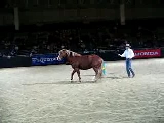 Equitana 2007 Honza Bláha