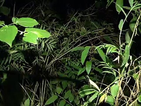 Jornal Local - Assassinato Bosque