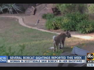 Bobcat sightings reported around the Valley