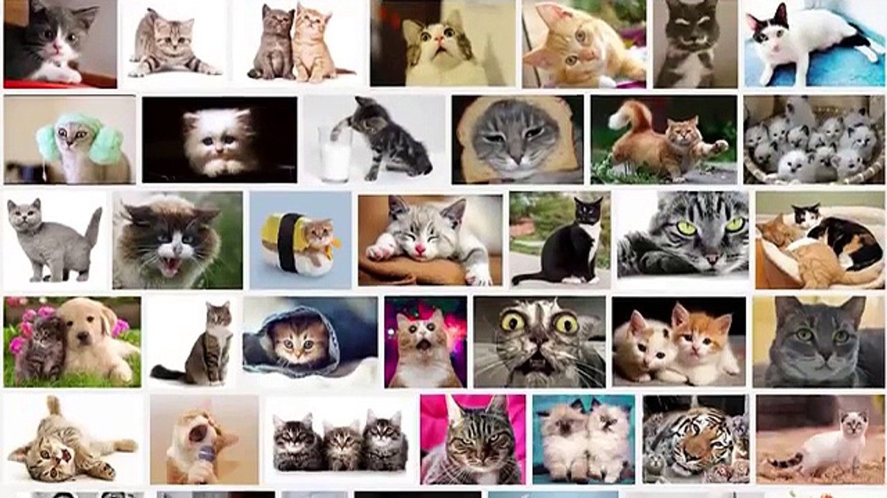 KitTea-San-Franciscos-First-Cat-Cafe