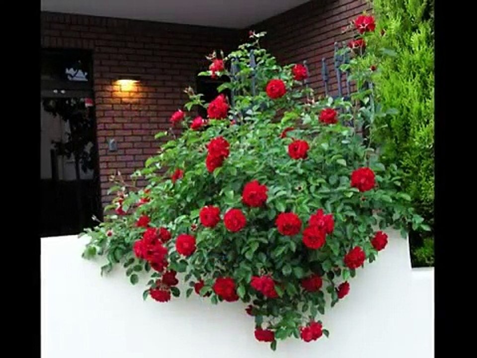 ショパン・珠玉のエチュード アシュケナージ　Vladimir Ashkenazy Chopin Etude ( Op.10-11, 10-2, 25-1, 25-2)