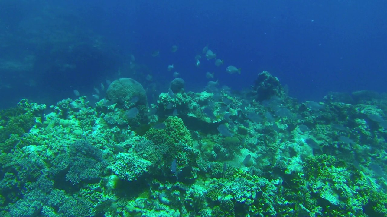 Plongée - Ilôt Tenia - Nouvelle-Calédonie
