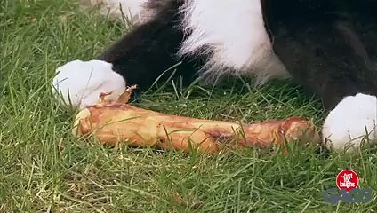 When dogs get pranked