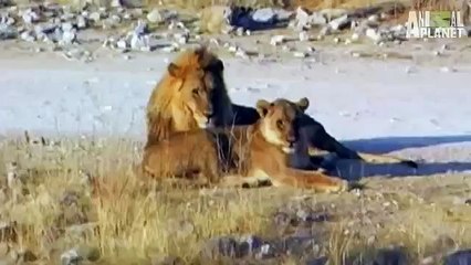 Untamed and Uncut- Zebra Escapes Lion's Jaws