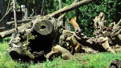 Zoo de Rome: les animaux se nourrissent de glaces