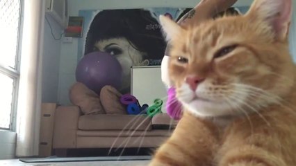 Video herunterladen: Cat Ruins Its Owner’s Yoga Video... Videobomb!