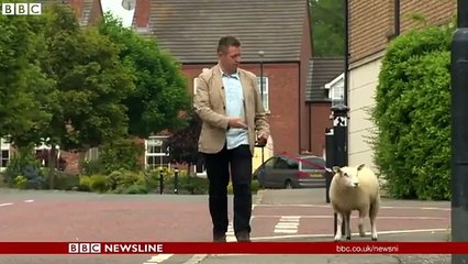 Un mouton fait pipi sur un journaliste en direct à la TV