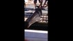 Dolphin jumps in Boat and breaks woman's Ankles!