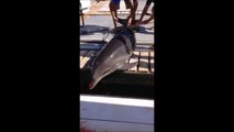 Dolphin jumps in Boat and breaks woman's Ankles!